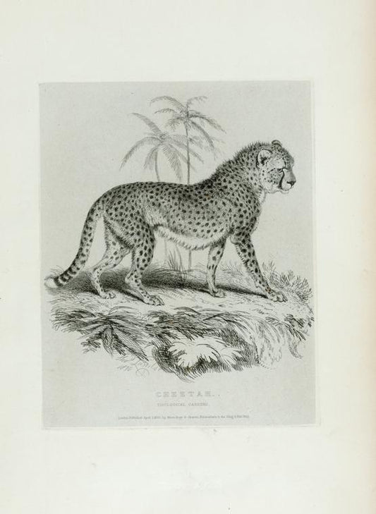Cheetah