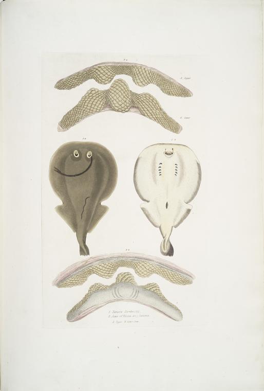 1. Hardwick's One Finned Torpedo, Temera Hardwickii; 2. Jaws of the Chinese Ray, Rhina ancylostoma [Anchylostomus]. A. Upper, B. Lower Jaw.
