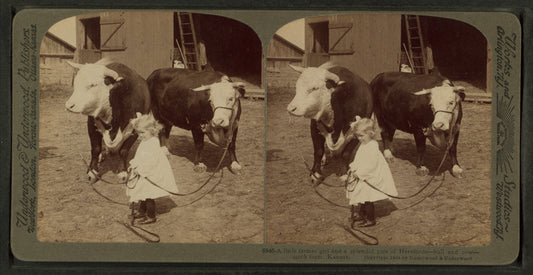 A little farmer girl and a splendid pair of Herefords -- bull and cow -- stock farm, Kansas.