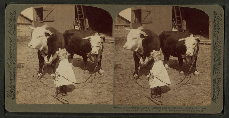 A little farmer girl and a splendid pair of Herefords -- bull and cow -- stock farm, Kansas.