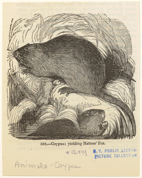 Coypus : Yielding hatters' fur