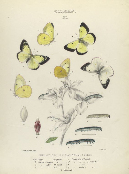 Colias I. 1-3. Philodice. 4, 5. Var., 6. Albino; a, a-2. Eggs, magnified; b. Larva (young), magnified; c, d, e. Larva after 1st, 2nd and 3rd  moult; e-2. Larva after 3rd moult magnified; f. Larva after 4th moult; g. Larva mature, mag-d; h. Chrysalis.