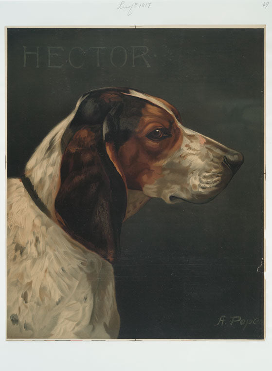 A print with the word 'Hector' and depicting a portrait of a hunting dog