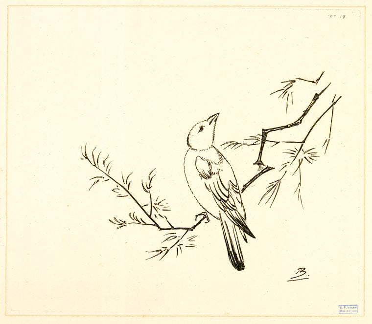 [Un petit oiseau sur une branche.]