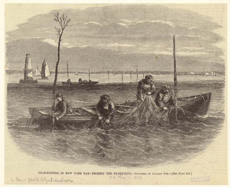 Shad-fishing in New York bay -- picking the stake-nets