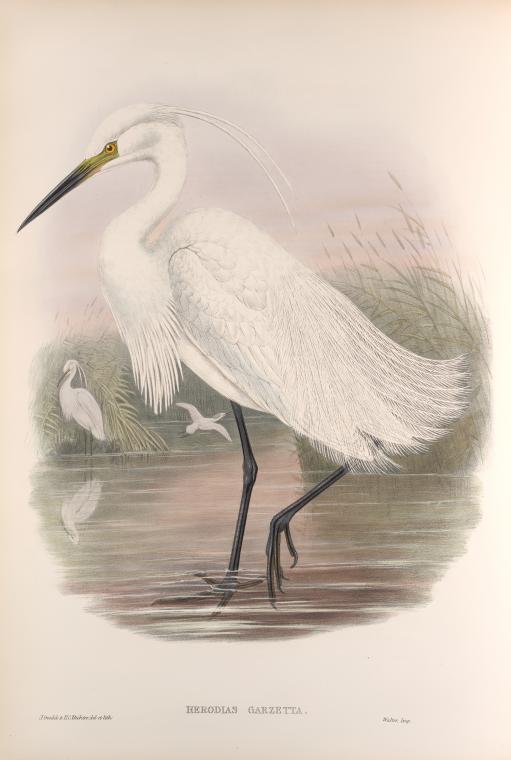 Herodias garzetta. Little Egret.