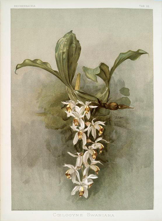 Coelogyne swaniana.