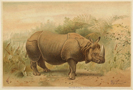 Indian rhinoceros