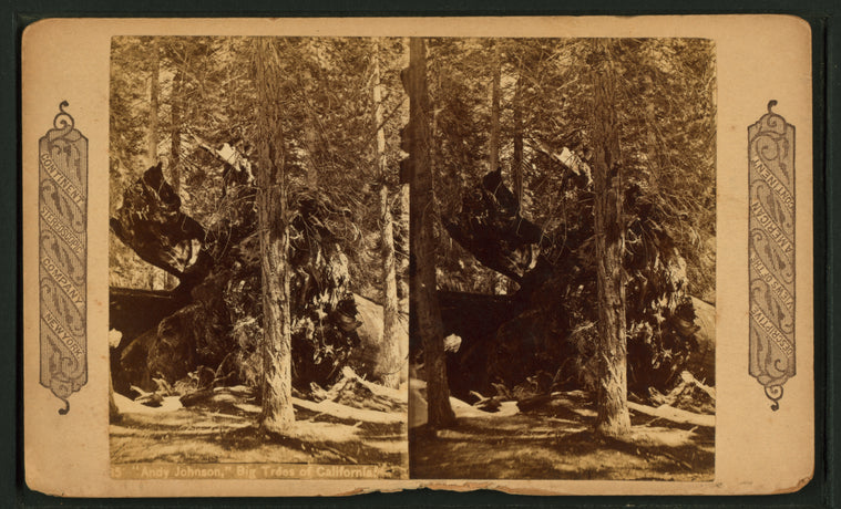 Andy Johnson," big trees of California.