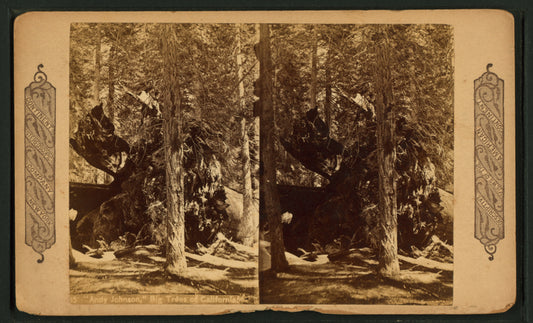 Andy Johnson," big trees of California.