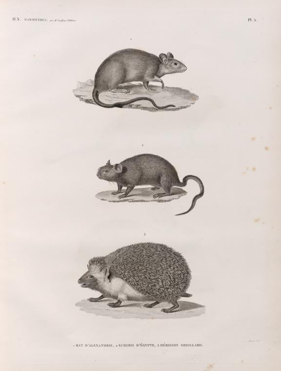 Zoologie. Mammifères. 1. Rat d'Alexandrie; 2. Echimis d'Égypte; 3. Hérisson oreillard.