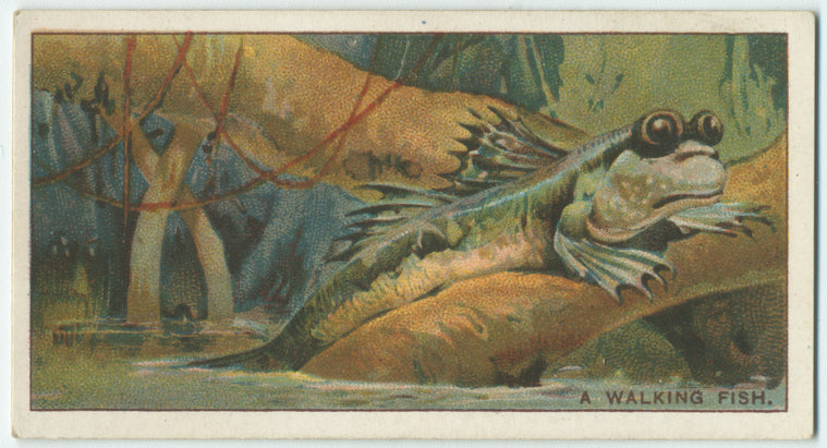 Do you know that some fishes walk on land?