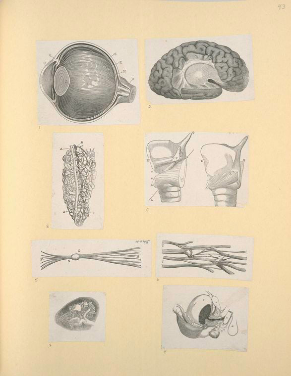 Illustrations of human anatomy.