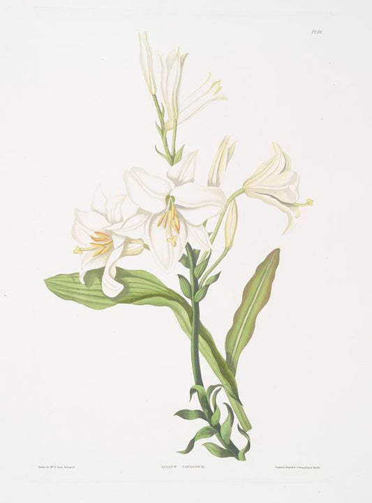 Lilium candidum