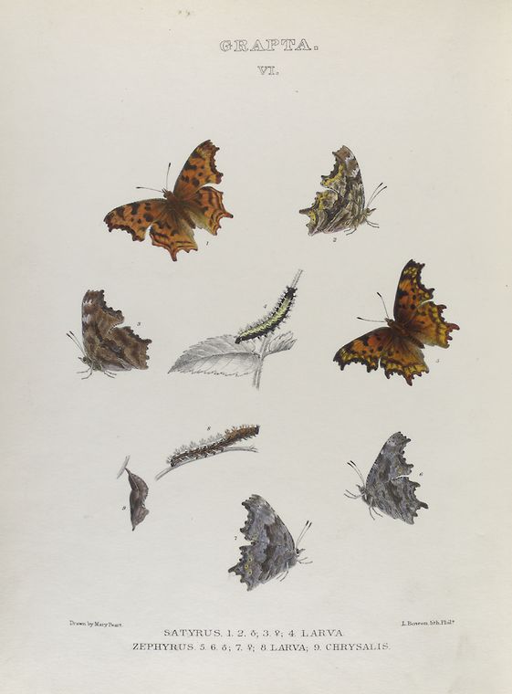 Grapta. VI. 1-3. Satyrus, 4. Larva; 5-7. Zephyrus, 8. Larva. 9. Chrysalis.