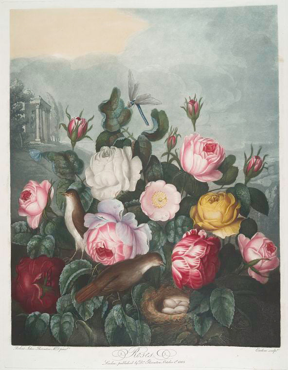 Roses.