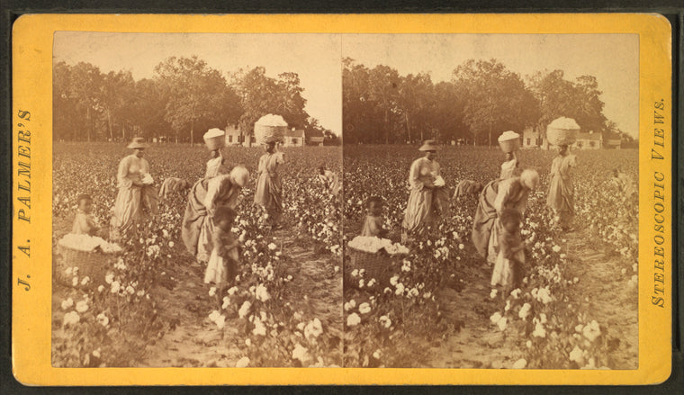 Cotton field.