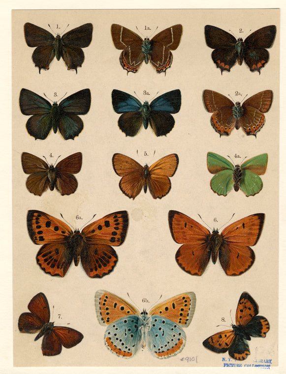 Butterflies