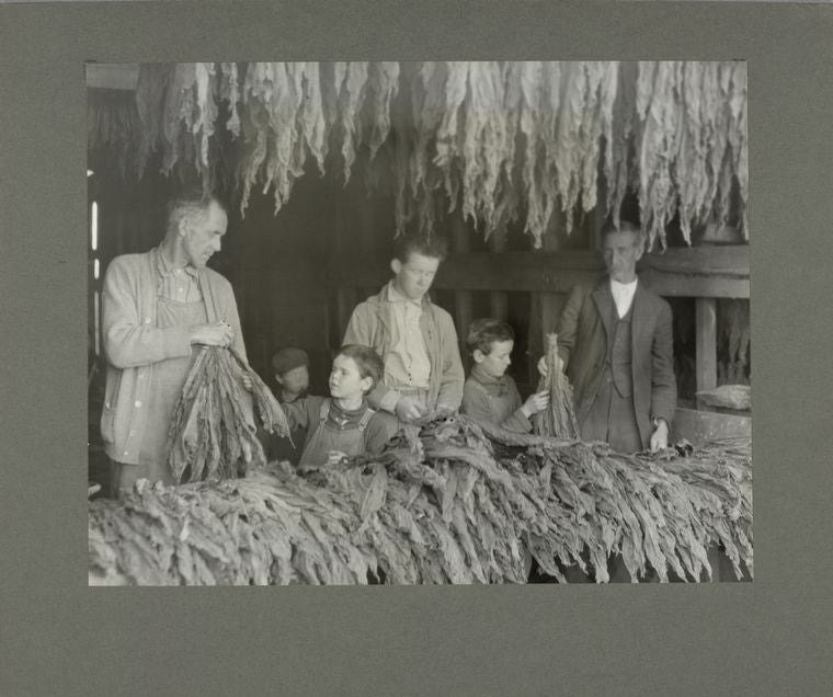 The Howell family "stripping tobacco," November 1916