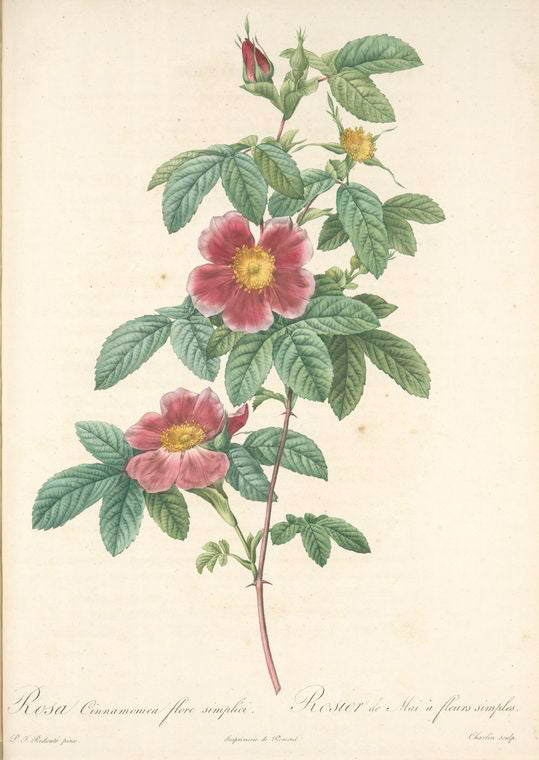 Rosa Cinnamomea Flore Simplici; Rosier de Mai