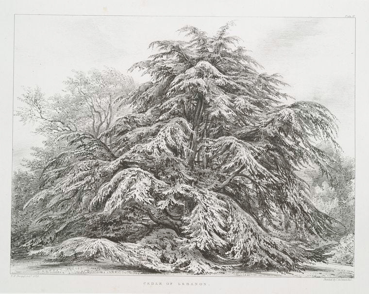 Cedar of Lebanon.