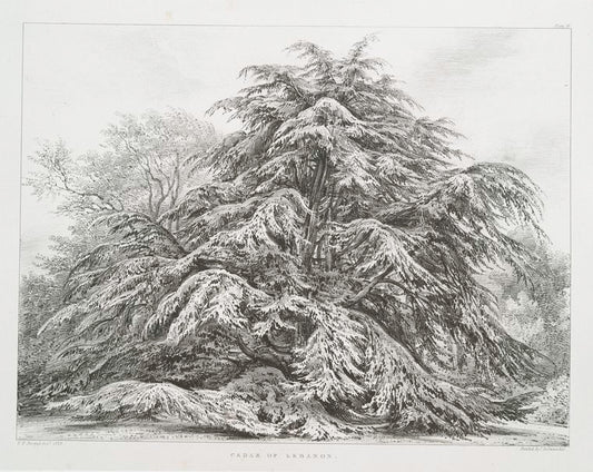 Cedar of Lebanon.