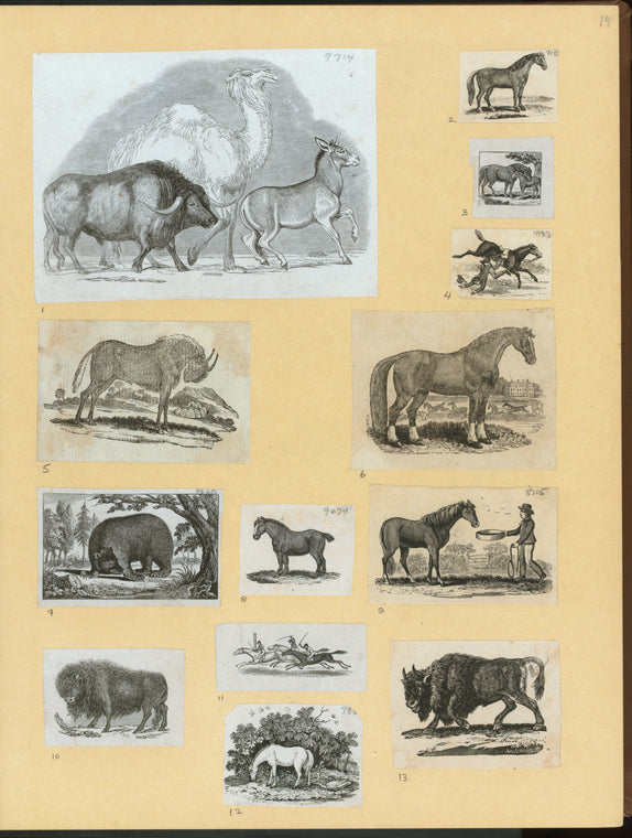 Bears, horses, donkeys, and buffalo.