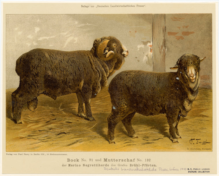 Bock no. 91 und Mutterschaf no. 132 der Merino Negrettiherde des Grafen Brühl-Pförten