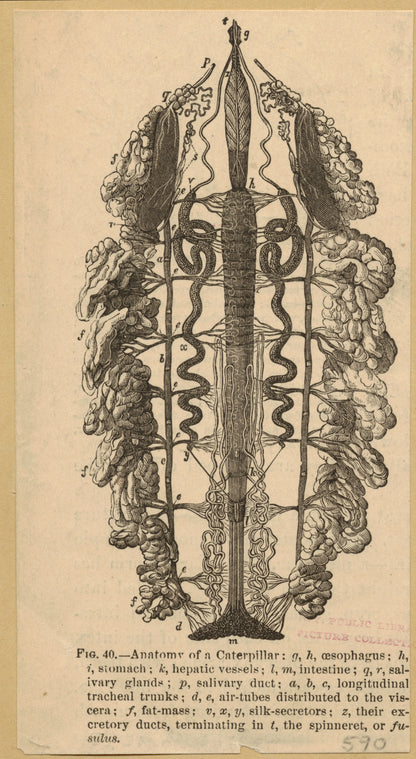 Anatomy of a caterpillar