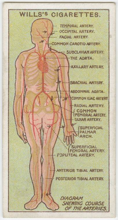 Course of arteries.