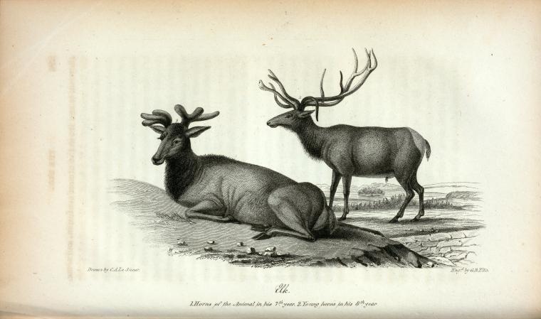 Elk (Cervus Canadensis): 1. Horn of the Animal in his 7th year; 2. Young horns in his 8th year.