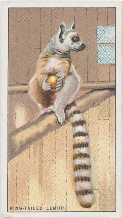 Ring-tailed Lemur.