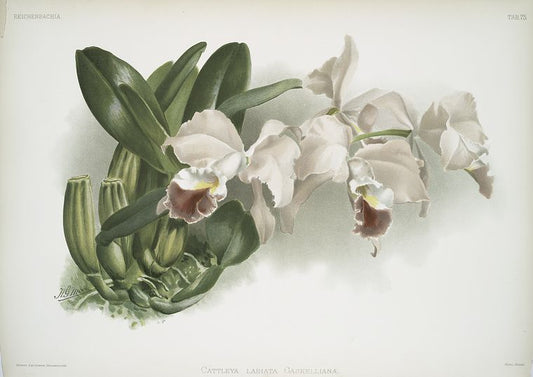 Cattleya labiata gaskelliana.