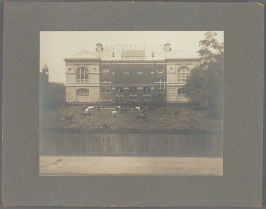 Field with horses beside Lenox Library