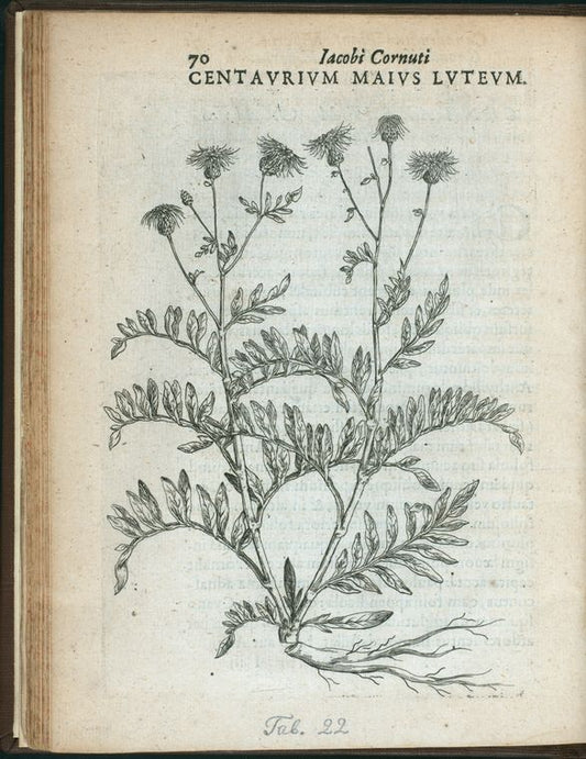 Centaurium maius luteum