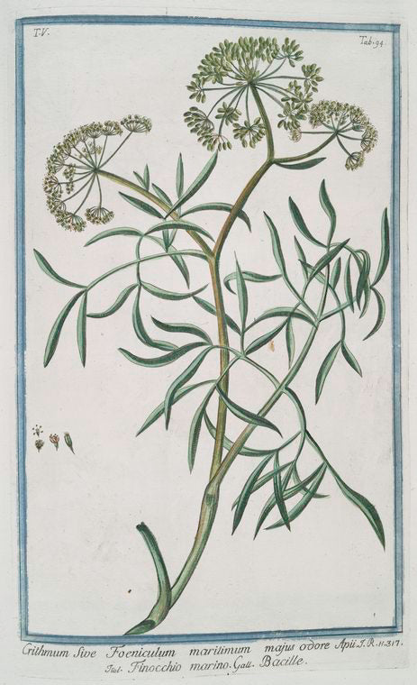 Crithmum sive Foeniculum maritimum majos odore Apii = Finocchio marino = Bacille [Samphire, Fennel]