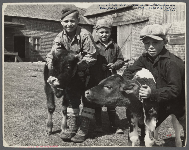 Children and bull calves in yard of rehabilitation farmer. Waldo County, Maine.