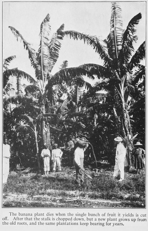The banana plant dies when the single bunch of fruit it yields is cut off. After that the stalk is chopped down, but a new plant grows up from the old roots, and the same plantations keep bearing for years.
