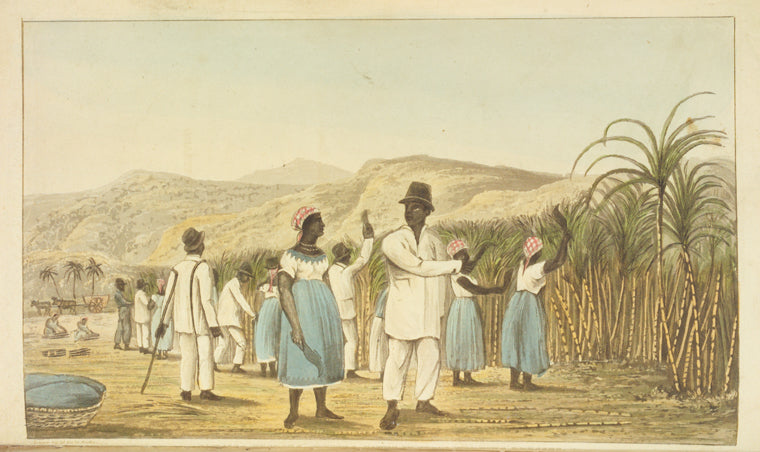 Enslaved plantation workers cutting sugarcane in Jamaica