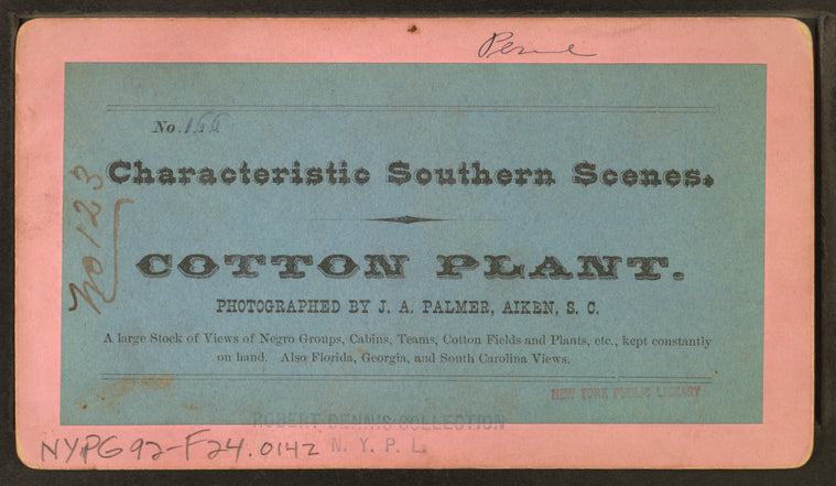 Cotton plant.
