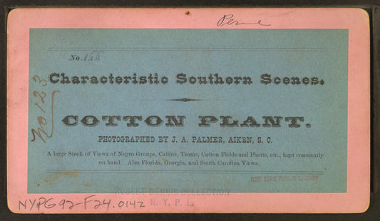 Cotton plant.