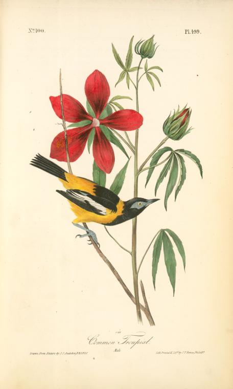 Common Troupial, Male