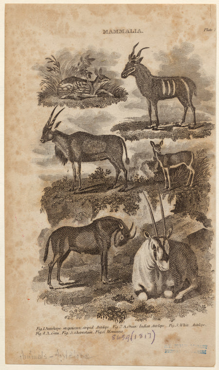 Antelope strepsicneros, striped antelope ; A. Oreas, Indian antelope ; White antelope ; Gnu ; Chevrotain ; Meminna