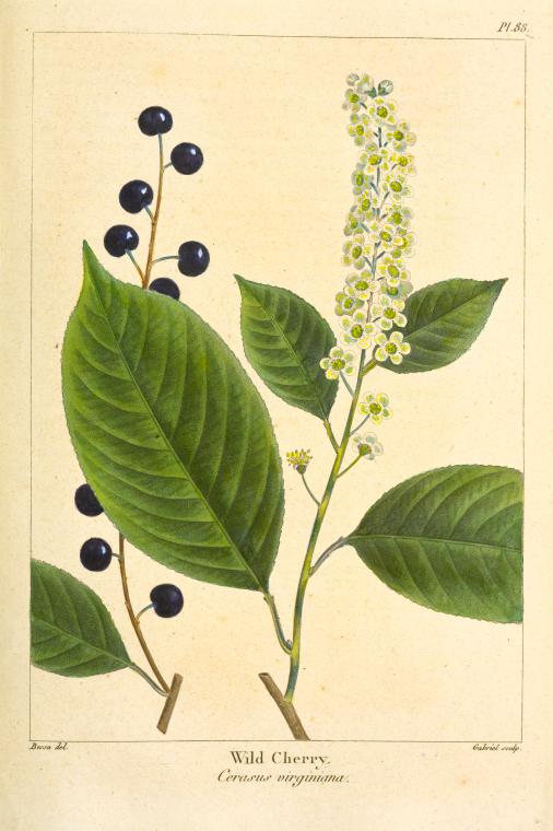 Wild Cherry (Cerasus virginiana).