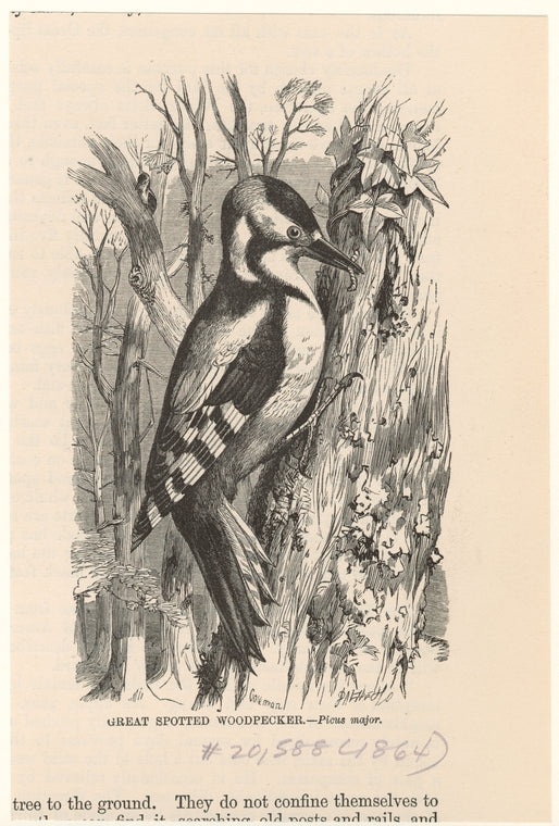 Great spotted woodpecker -- Picus major
