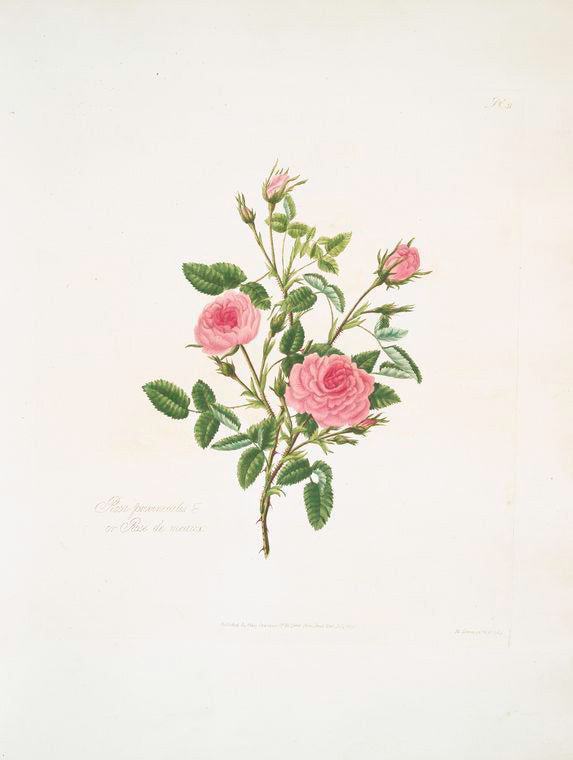 Rosa provincialis or Rose de meaux.