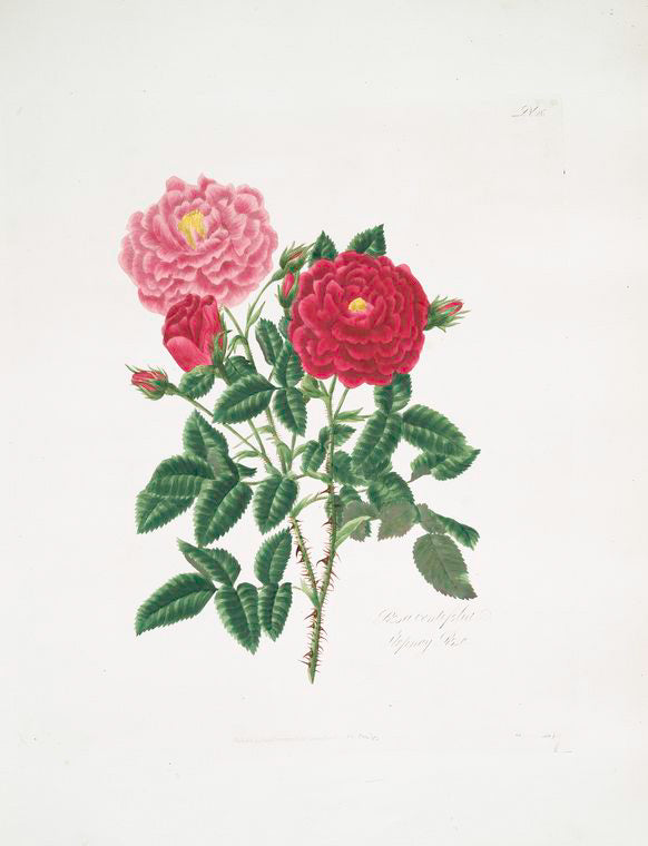 Rosa centifolia