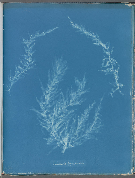 Delesseria hypoglossum