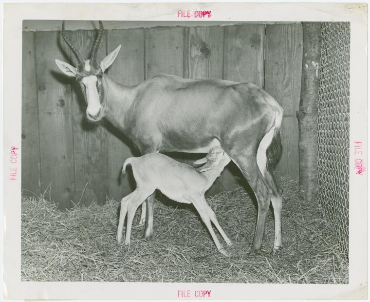 Amusements - Shows and Attractions - Frank Buck's Jungleland - Blesbok antelope with fawn