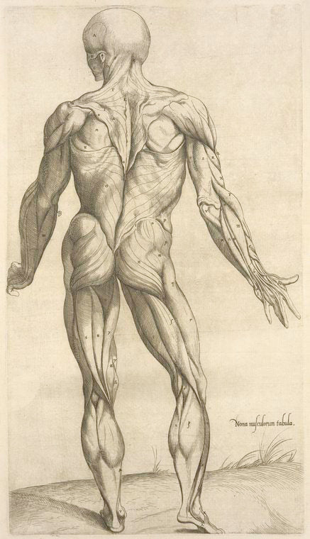 Nona musculorum tabula. [Rear view of the body muscles]